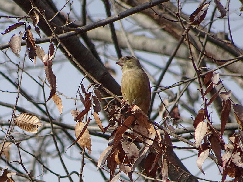 カワラヒワ　♀　八王子市　2021/12/17