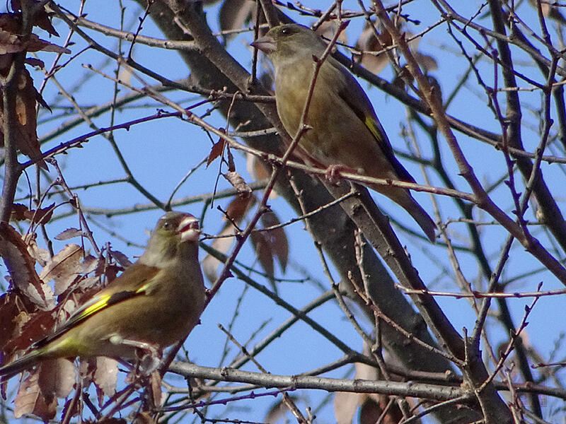 カワラヒワ　♂♀　八王子市　2021/12/17　ケヤキの実を食べている