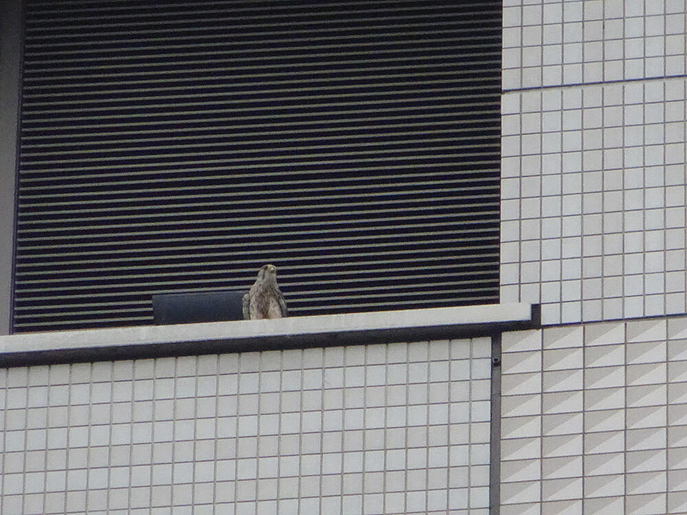 チョウゲンボウ　幼鳥　八王子市　2021/06/25　巣立ち早々らしくあたらこちらへへろへろ飛んで父鳥が必死に読んでもぼーっとしていた。