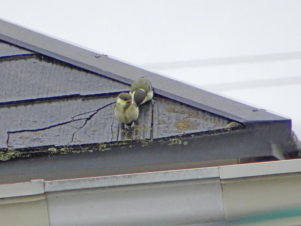 シジュウカラ　幼鳥兄弟　八王子市　2021/05/13