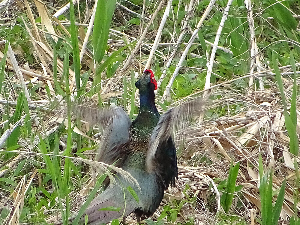 キジ♂　八王子市　2018/04/27