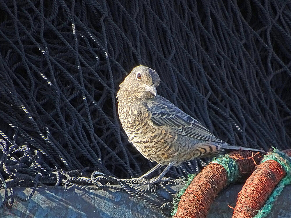 イソヒヨドリ♀　平塚市　2017/09/02　