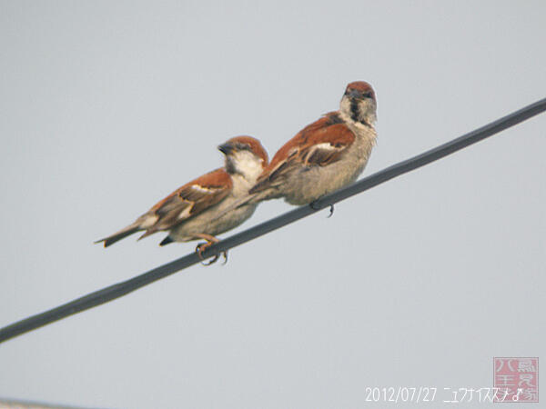 ニュウナイスズメ♂　大潟村　2012/07/27