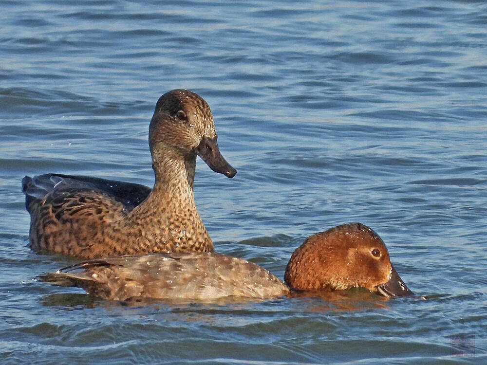 ヨシガモによる潜水カモへのカツアゲ　栃木市渡良瀬遊水地　2023/11/24