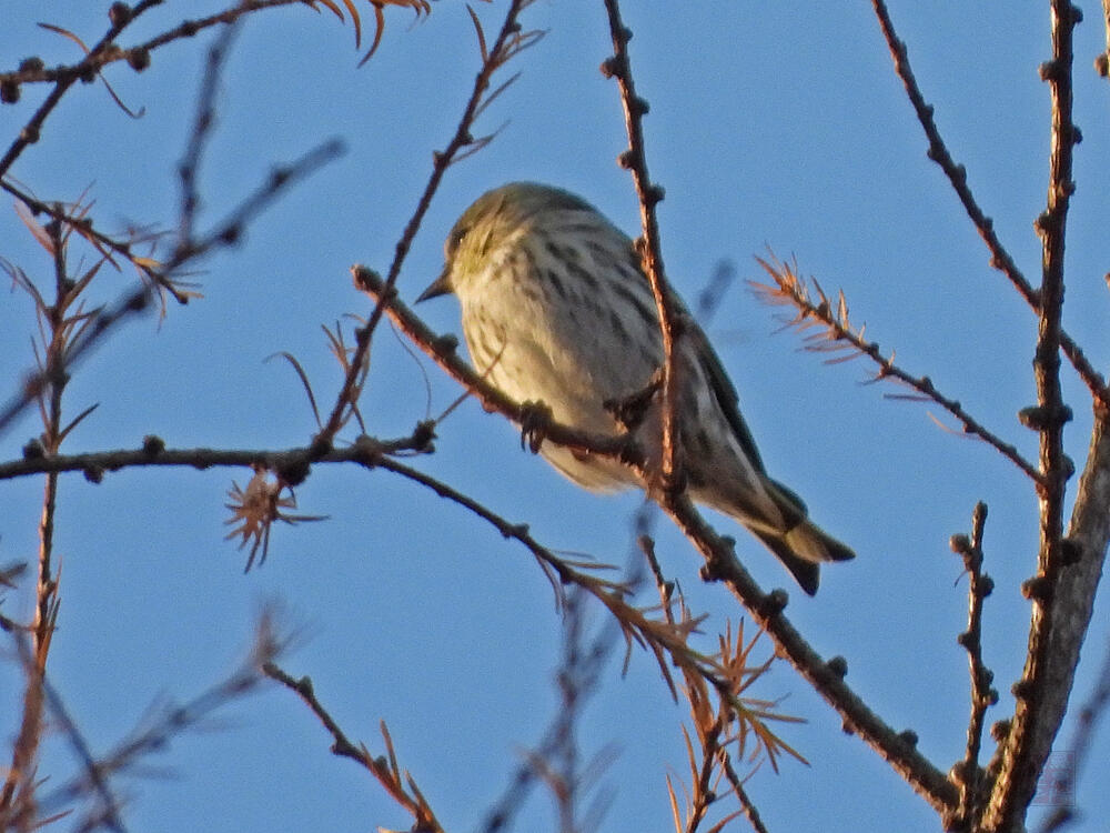 マヒワ♀　富士河口湖町　2023/11/25