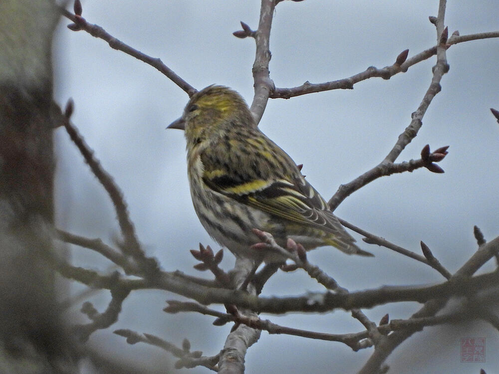 マヒワ♀　富士河口湖町　2023/11/25