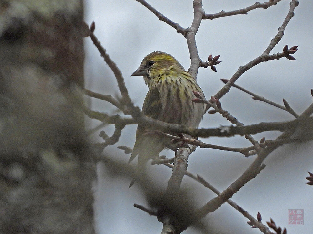 マヒワ♀　富士河口湖町　2023/11/25