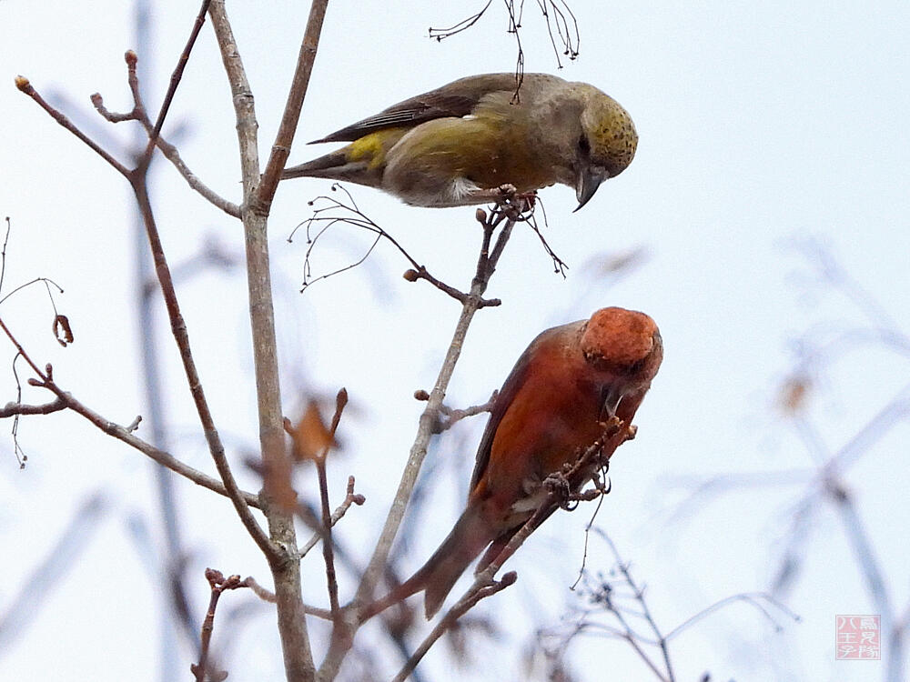 イスカ♀♂　冬芽を食べる♂が気になる♀　富士河口湖町　2023/11/25