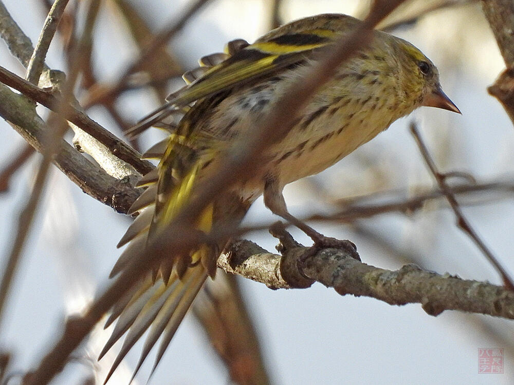 マヒワ♀　　富士河口湖町　20231202