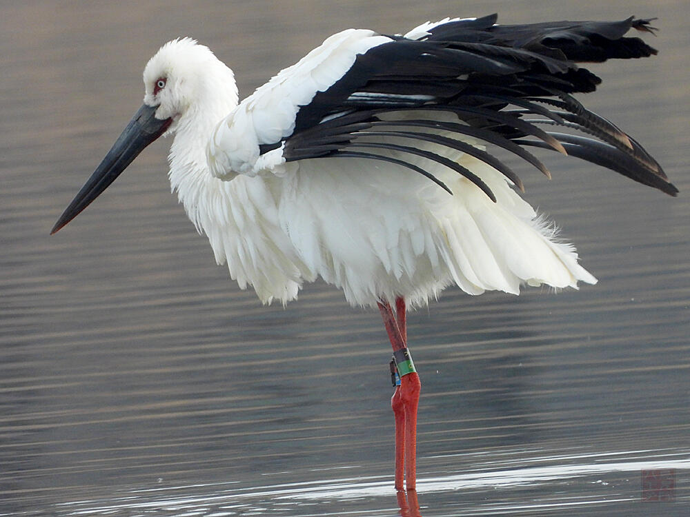 コウノトリ♂　館林市　2023/12/16  ◆J0329/2020年5月30日小山市生まれの個体