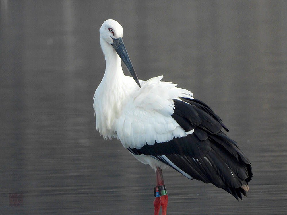 コウノトリ♂　館林市　2023/12/16  ◆J0329/2020年5月30日小山市生まれの個体