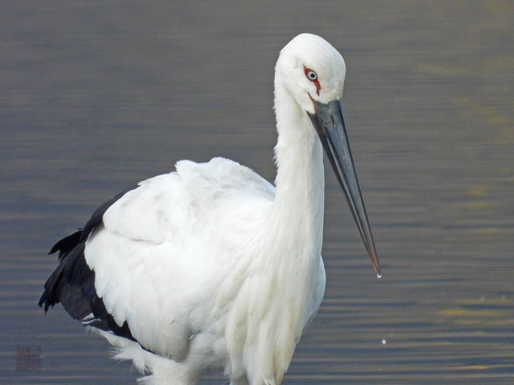 コウノトリ♂　館林市　2023/12/16  ◆J0329/2020年5月30日小山市生まれの個体