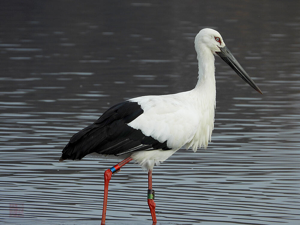 コウノトリ♂　館林市　2023/12/16  ◆J0329/2020年5月30日小山市生まれの個体