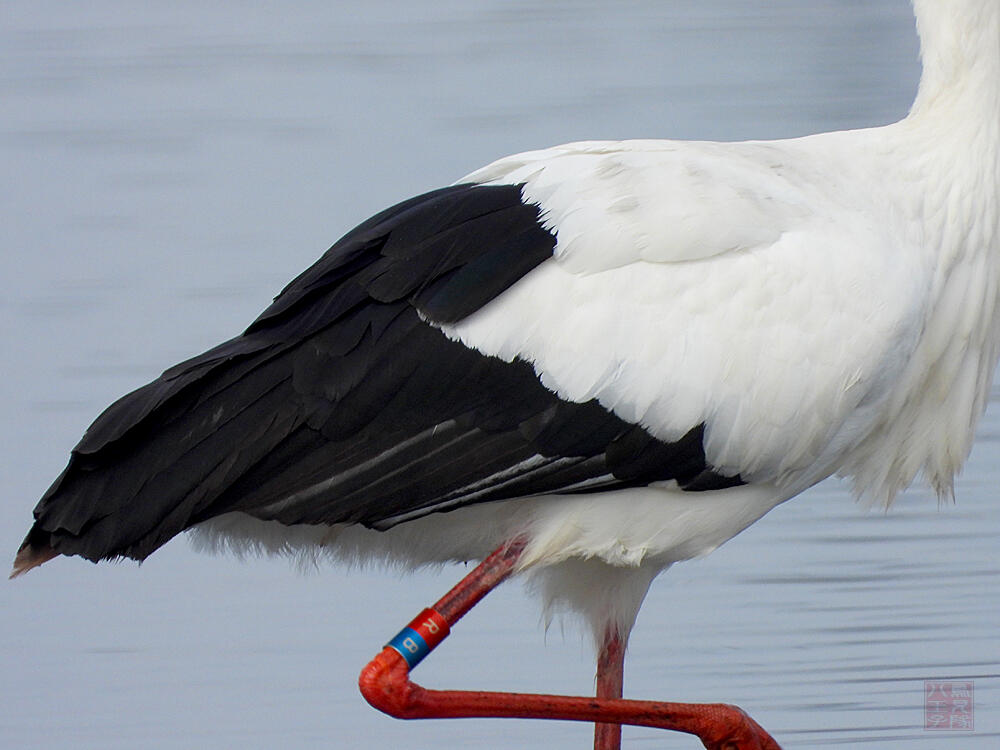 コウノトリ♂　館林市　2023/12/16  ◆J0329/2020年5月30日小山市生まれの個体