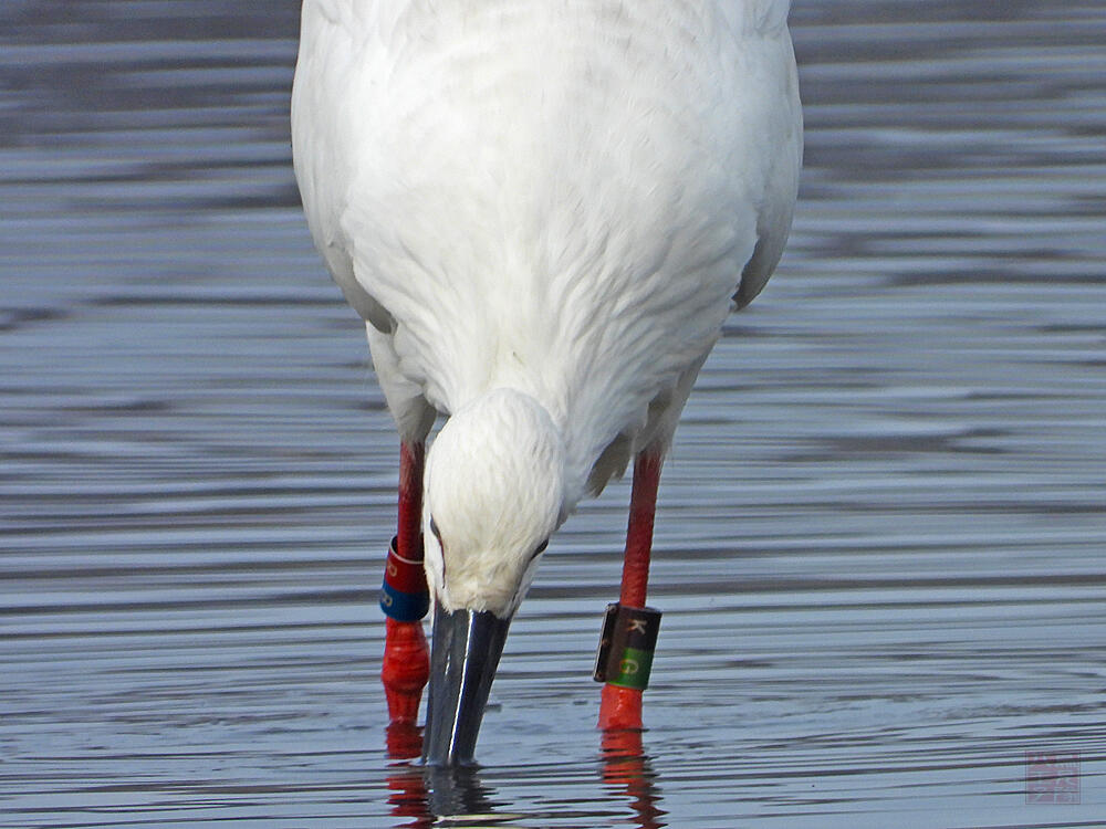 コウノトリ♂　館林市　2023/12/16  ◆J0329/2020年5月30日小山市生まれの個体