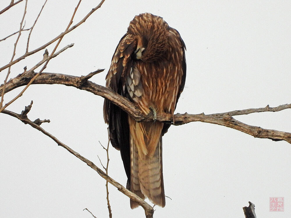 トビ若鳥　栃木市渡良瀬遊水地　2023/12/16