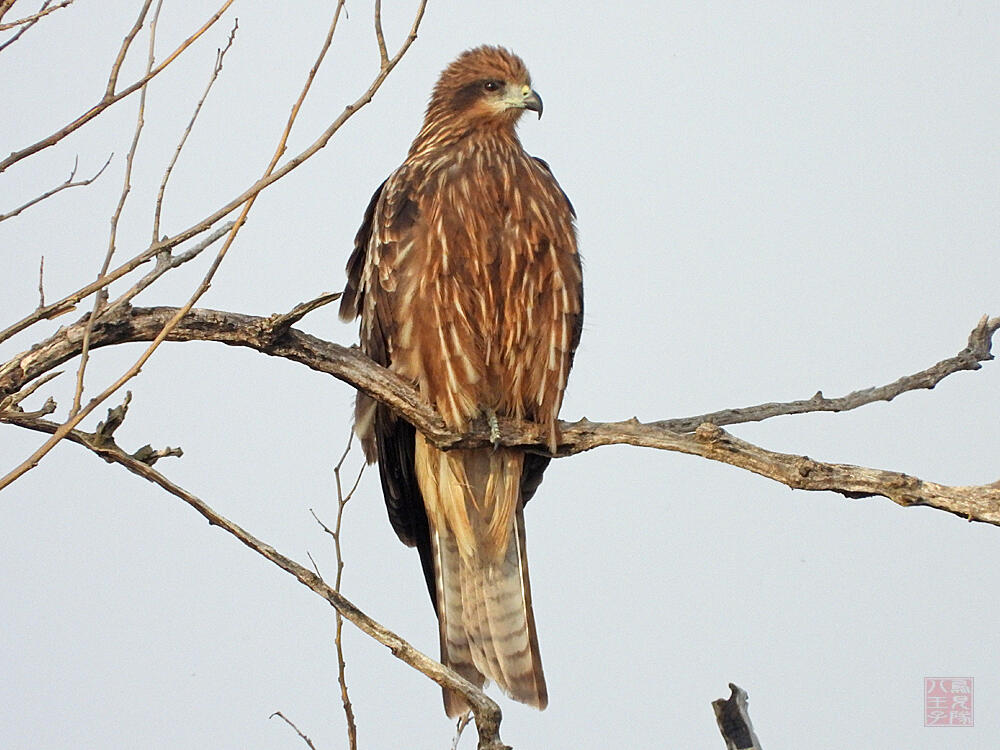 トビ若鳥　栃木市渡良瀬遊水地　2023/12/16