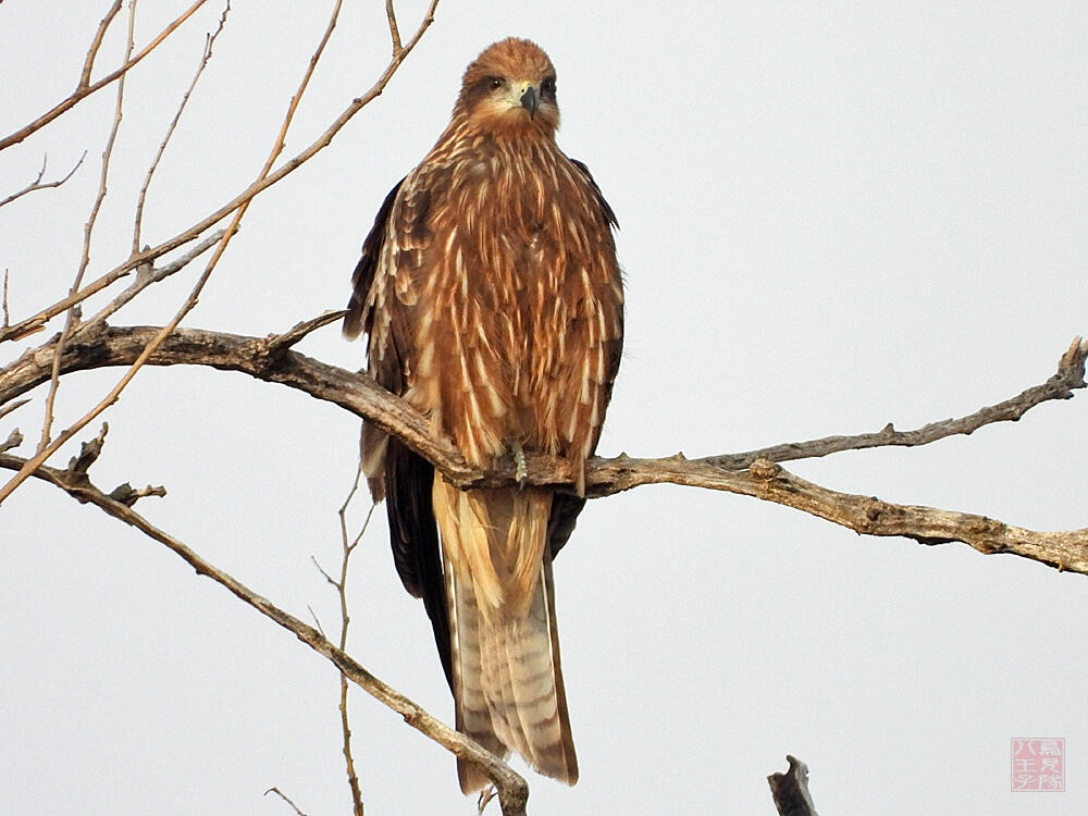 トビ若鳥　栃木市渡良瀬遊水地　2023/12/16