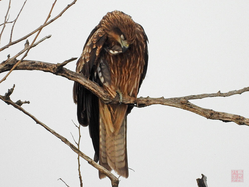 トビ若鳥　栃木市渡良瀬遊水地　2023/12/16