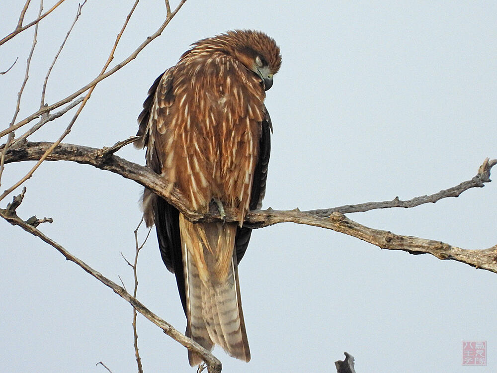 トビ若鳥　栃木市渡良瀬遊水地　2023/12/16