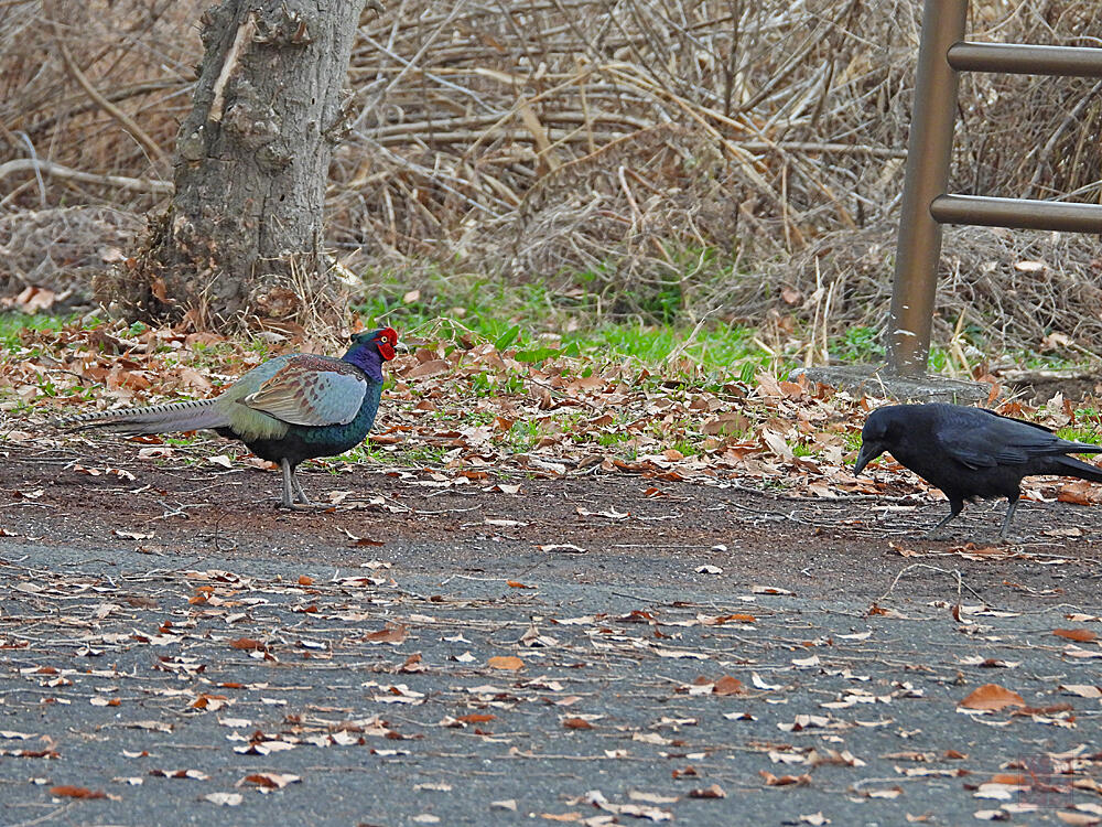 キジ♂　栃木市渡良瀬遊水地　2023/12/16　◆ハシボソカラスが邪魔