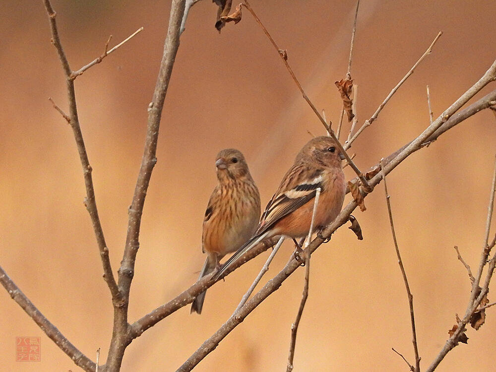 ベニマシコ♀若♂　栃木市渡良瀬遊水地　2023/12/16