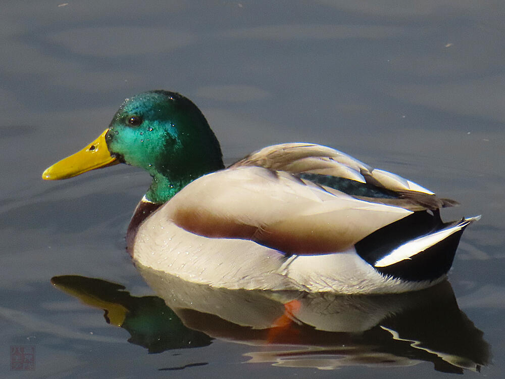 マガモ♂　館林市　2023/12/16