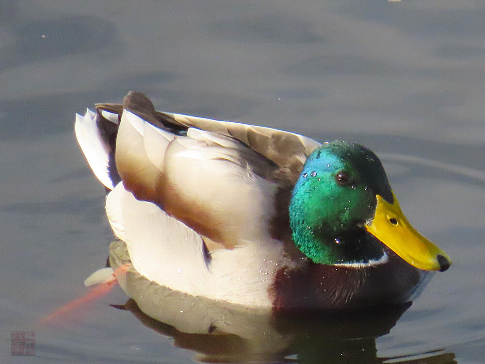 マガモ♂　館林市　2023/12/16