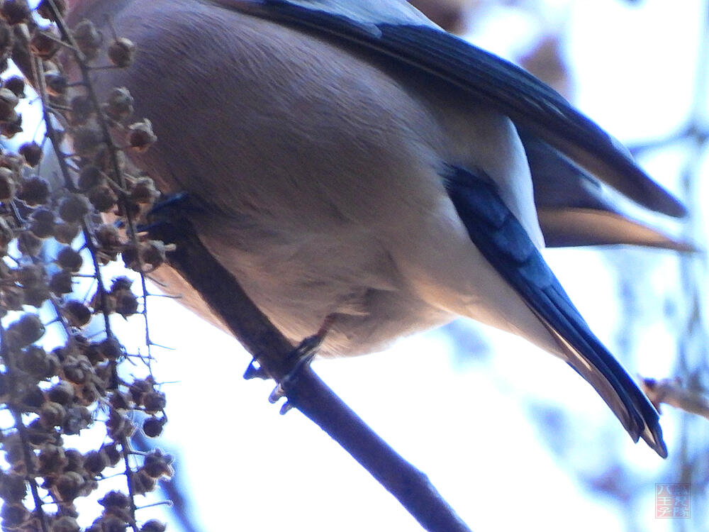 アカウソ♂　秩父郡横瀬町　2023/12/30