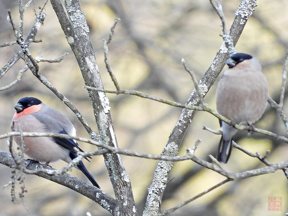 アカウソ♂♀　秩父郡横瀬町　2023/12/30