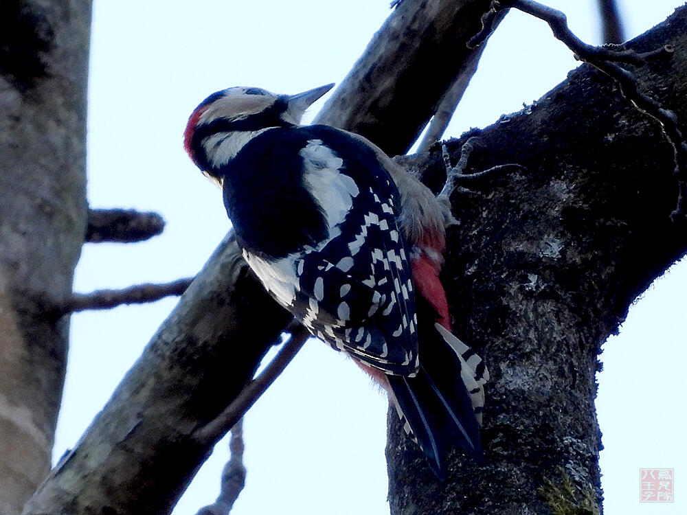 アカゲラ♂　秩父郡横瀬町　2023/12/30