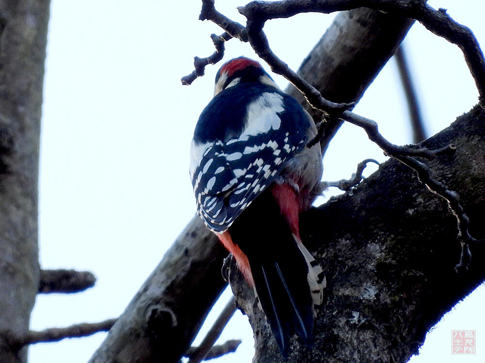 アカゲラ♂　秩父郡横瀬町　2023/12/30