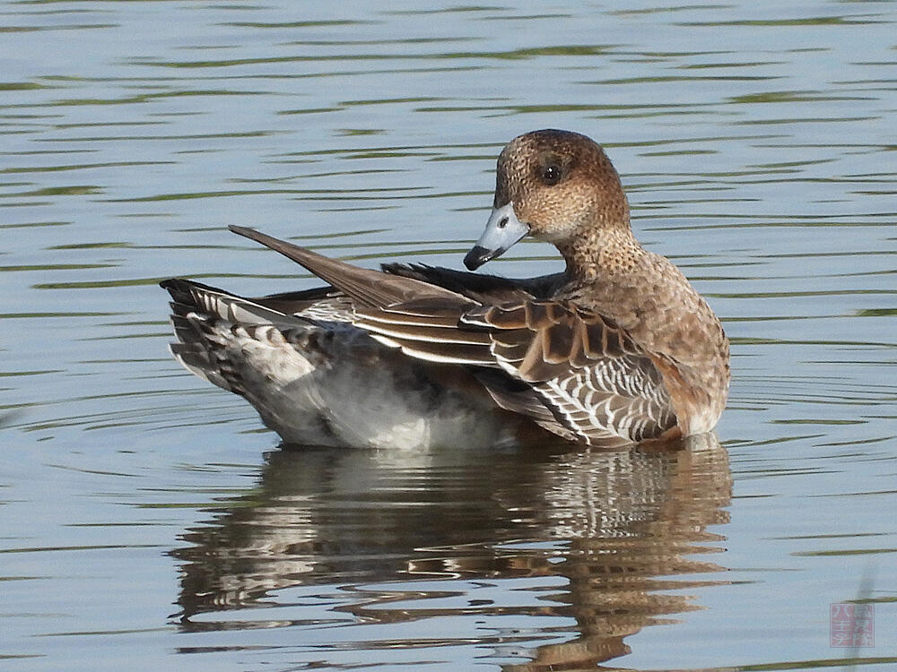 ヒドリガモ♀　東京湾野鳥公園　2023/10/14