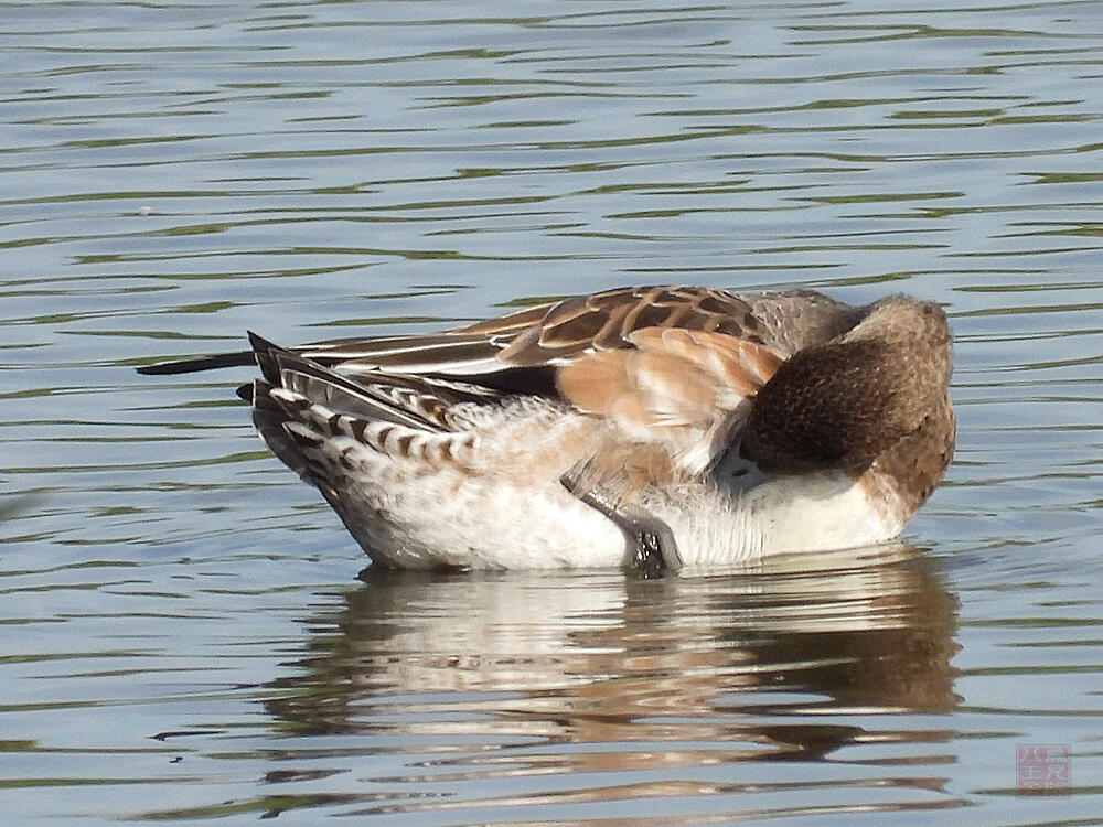 ヒドリガモ♀　東京湾野鳥公園　2023/10/14