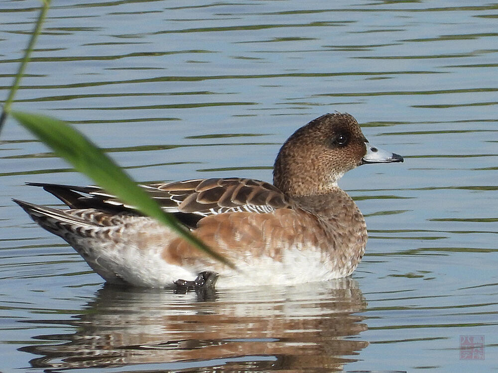 ヒドリガモ♀　東京湾野鳥公園　2023/10/14