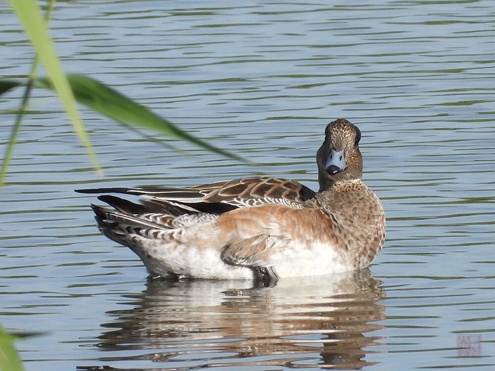 ヒドリガモ♀　東京湾野鳥公園　2023/10/14