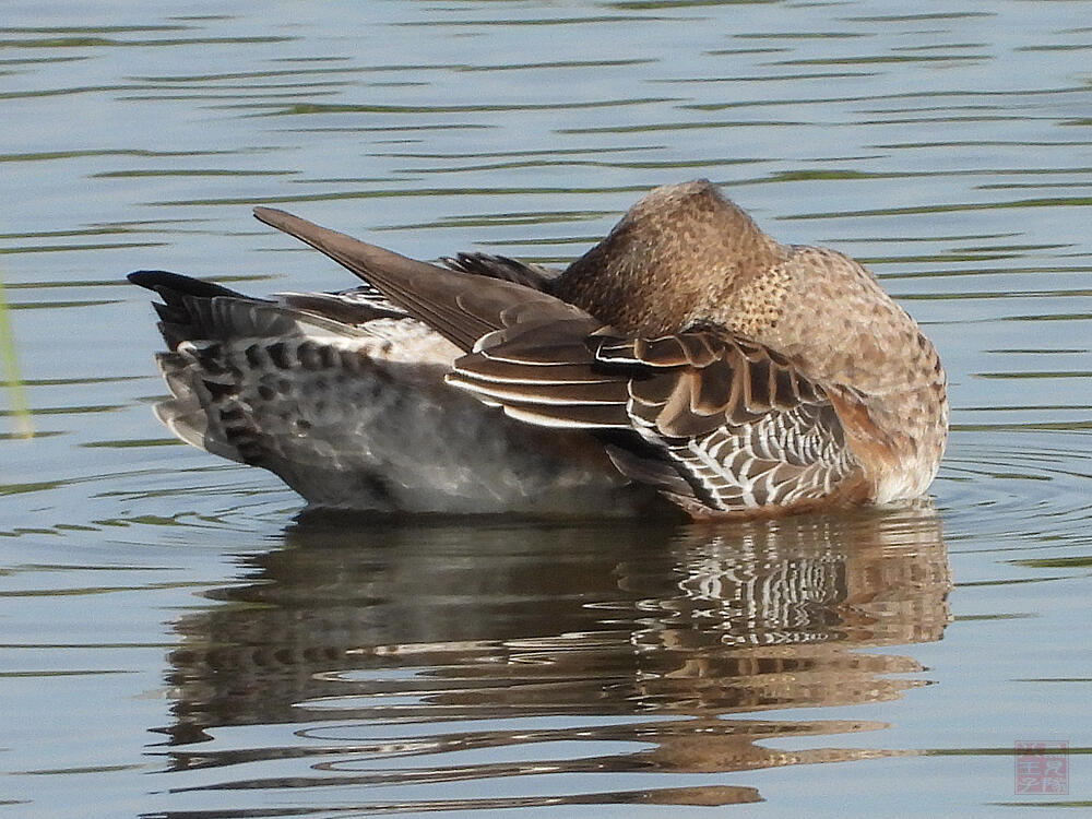 ヒドリガモ♀　東京湾野鳥公園　2023/10/14