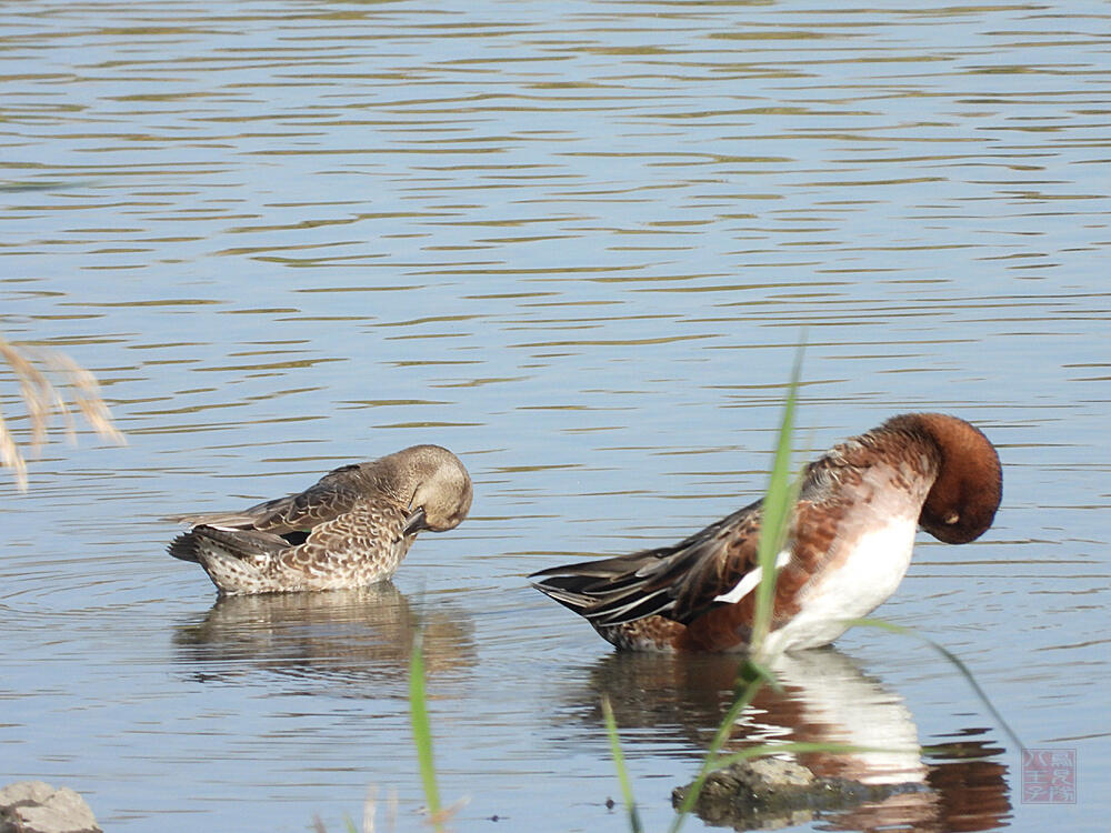 ヒドリガモ♂エクリプス右とコガモ♀左　東京湾野鳥公園　2023/10/14