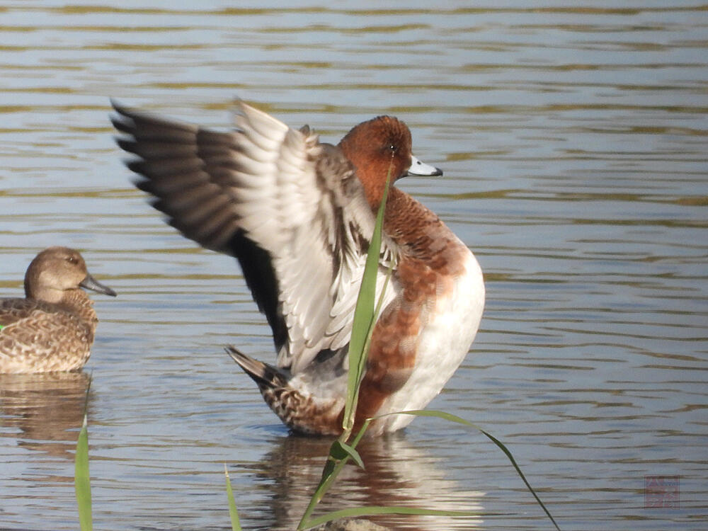 ヒドリガモ♂エクリプス　東京湾野鳥公園　2023/10/14