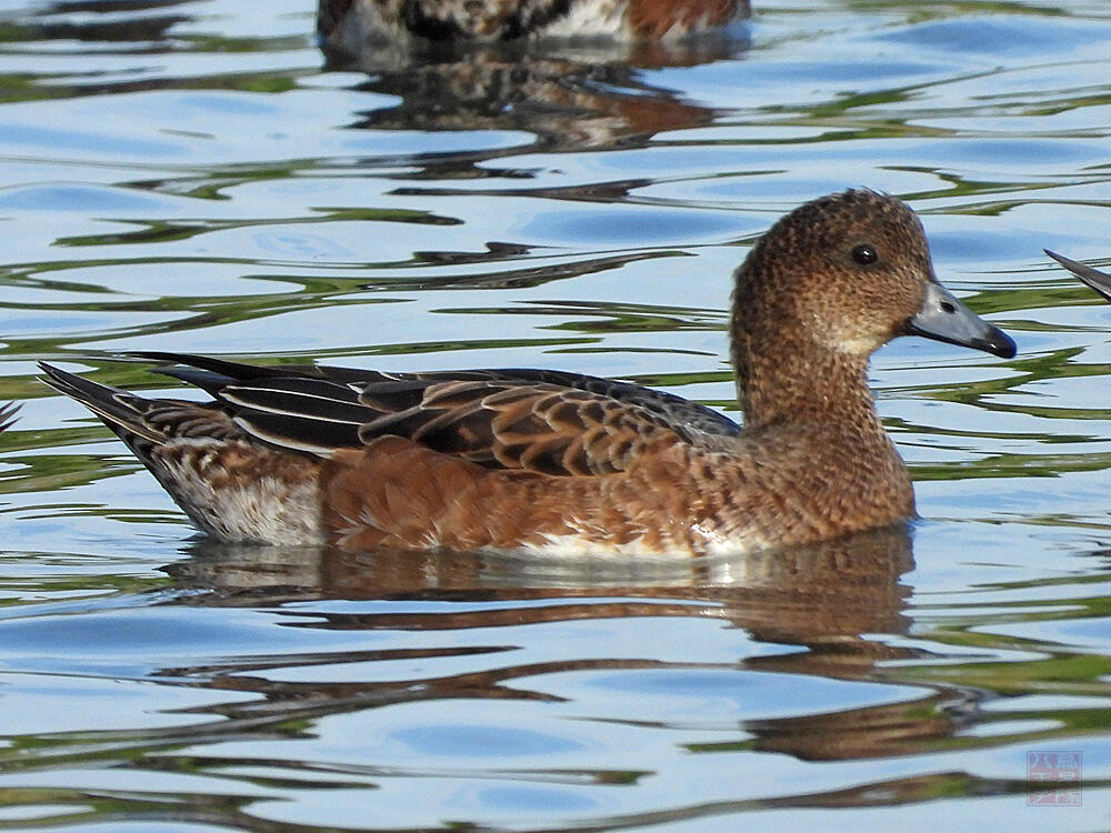 ヒドリガモ♀　東京湾野鳥公園　2023/10/14