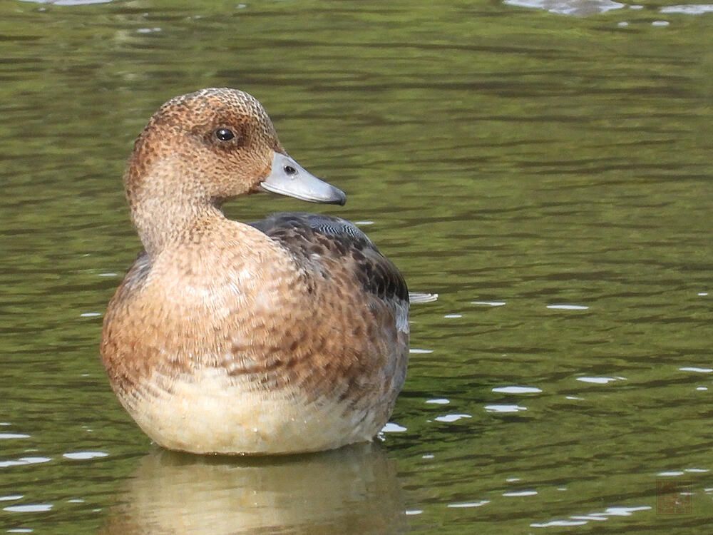 ヒドリガモ♂若鳥？　東京湾野鳥公園　2023/10/14