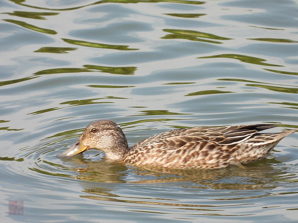 マガモ♀　東京湾野鳥公園　2023/10/14