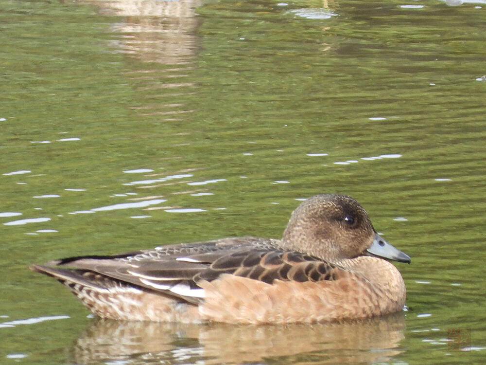 ヒドリガモ　東京湾野鳥公園　2023/10/14