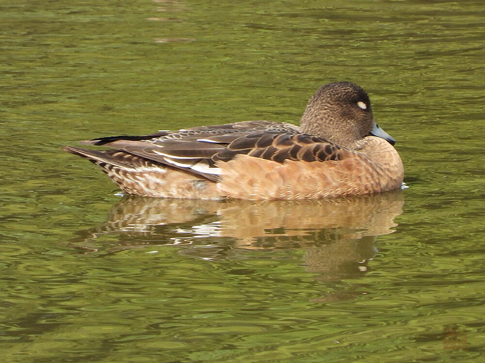 ヒドリガモ　東京湾野鳥公園　2023/10/14