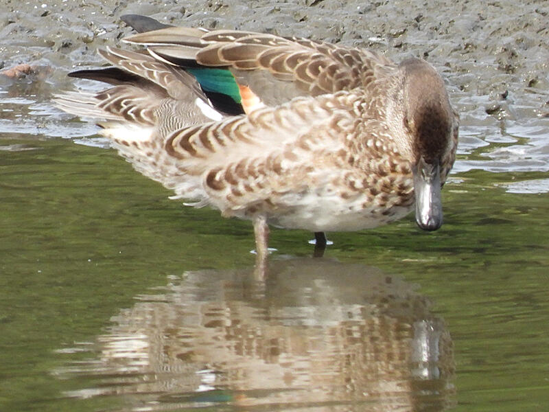 コガモ♂エクリプス　東京湾野鳥公園　2023/10/14