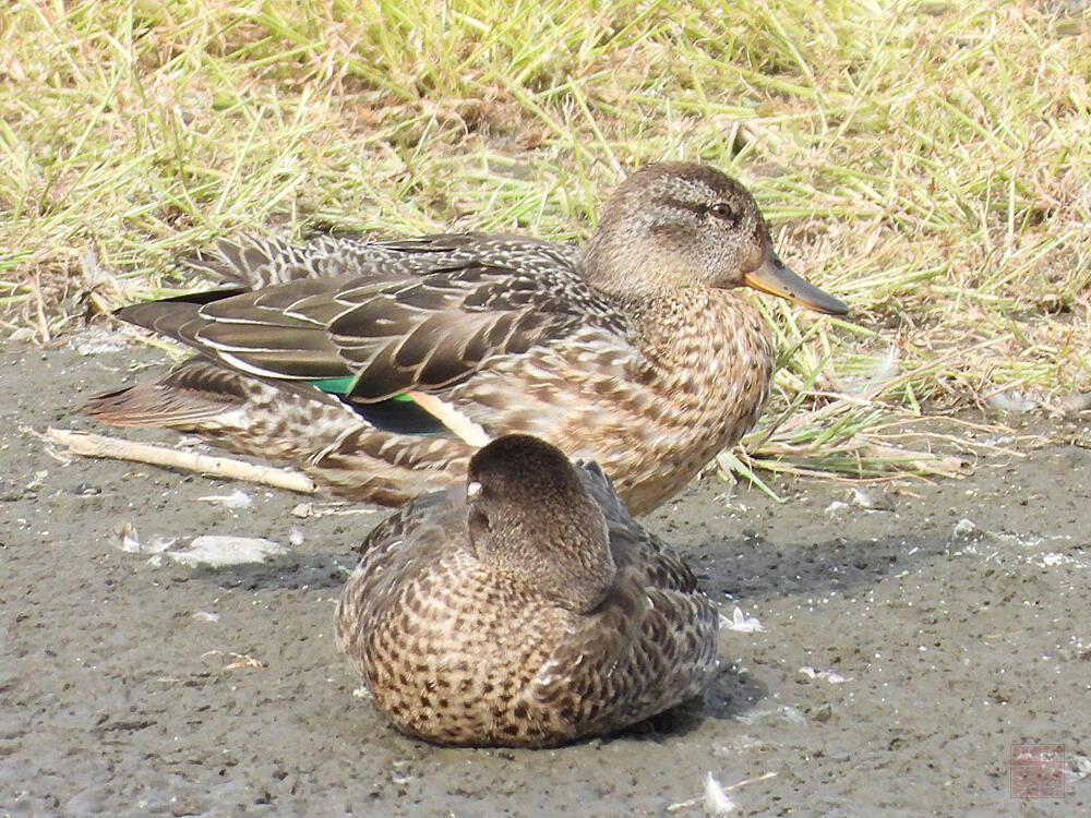 コガモ　東京湾野鳥公園　2023/10/14