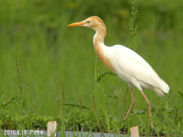 アマサギ夏羽　八王子市　20100619