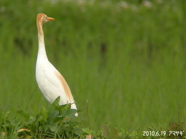 アマサギ夏羽　八王子市　20100619