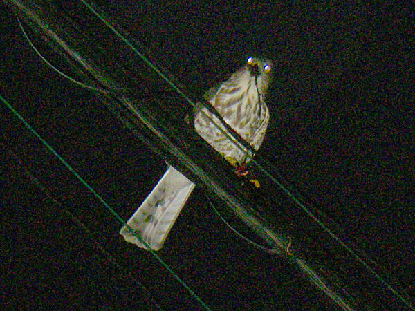 ツミ若鳥　八王子市　20101017　◆アブラコウモリを捕食中