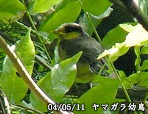 ヤマガラ幼鳥　八王子市　20040511